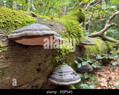 Tinderpilz (Fomes fomentarius) wächst an einem moosigen Baumstumpf in einem Wald in der Niederschlesien, Polen Stockfoto
