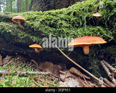 Orangfarbene Pilze, die auf einem umgestürzten Baumstamm wachsen, der mit grünem Moos bedeckt ist, in einem Wald in Niederschlesien, Polen Stockfoto