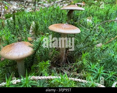 Wilder Pilz mit einem blassen Hut und dickem weißem Stiel, der auf Moos in einem Wald in der Niederschlesien, Polen, wächst Stockfoto