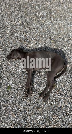 Ansicht von oben eines grauen Weimaraners, der sich auf einer Kiesauffahrt zusammengerollt hat und schläft Stockfoto