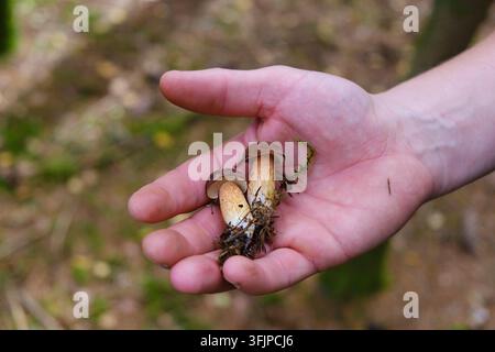 Nahaufnahme von zwei kleinen braunen Wildpilzen mit Erde und Moos, die in der offenen Handfläche einer Person ruhen, nachdem sie im Wald gesammelt wurden. Saisonale Waldernte Stockfoto
