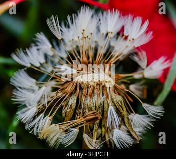 Makro eines Löwenzahns mit winziger Larve oder Käfer, die an einem der Stängel zu sehen ist. Stockfoto
