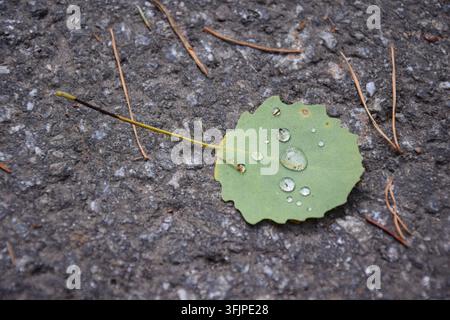 Nasser Espenblatt mit großen Wassertröpfchen auf hellem Asphalt Stockfoto