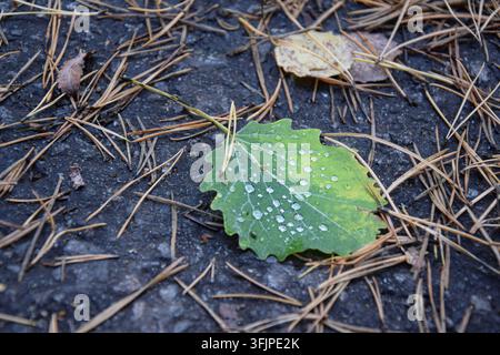 Nasser Eschenblatt mit Wassertropfen und orangefarbenen Kiefernnadeln auf Asphalt Stockfoto