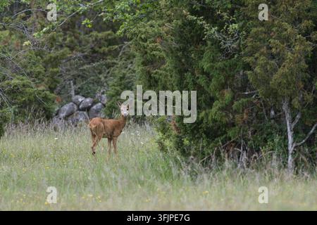 Europäisches Reh, Reh, Rehwild, Reh-Wild, Ricke, Weibchen, Capreolus capreolus, Europäisches Reh, Westliches Reh, Reh, Europäisches Reh, Reh, Weibchen Stockfoto