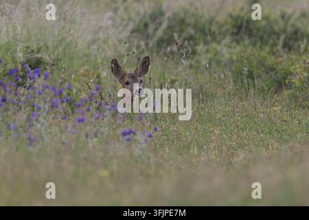 Europäisches Reh, Reh, Rehwild, Reh-Wild, Ricke, Weibchen, Capreolus capreolus, Europäisches Reh, Westliches Reh, Reh, Europäisches Reh, Reh, Weibchen Stockfoto