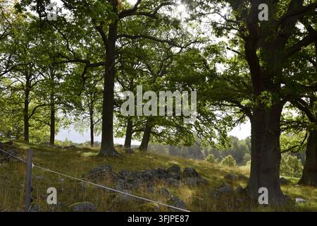 Sonnenlicht, das durch Bäume auf einem kleinen Waldhügel fällt Stockfoto