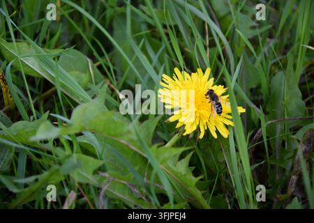 Biene, die auf einem Löwenzahn im grünen Gras ruht Stockfoto