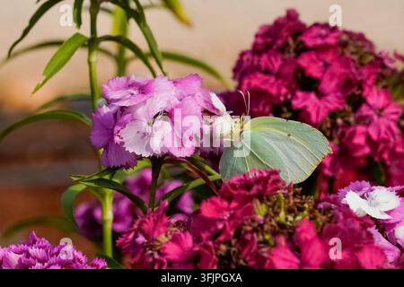 Gemeine Raupenflügel (Gonepteryx rhamni) füttert an hellrosa und magentafarbenen Nelkenblüten in einem üppigen Frühlingsgarten. Stockfoto