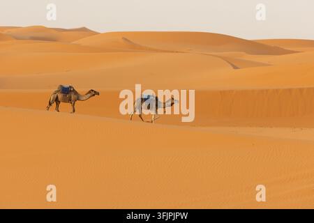 Blick auf zwei Kamele, die über die weiten orangefarbenen Sanddünen der Sahara-Wüste in Merzouga, Draa-Tafilalet, Marokko gehen. Stockfoto