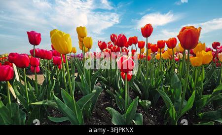 Rote, gelbe und orangefarbene Tulpen blühen in der niederländischen Landschaft Stockfoto