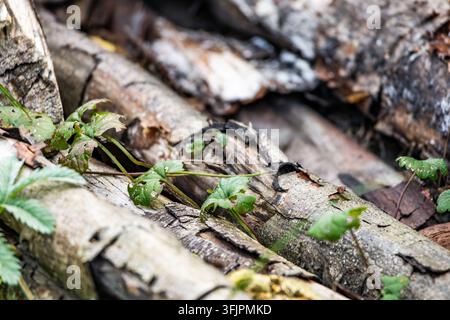 Eine Nahaufnahme zeigt kleine grüne Pflanzenblätter, die über alte verwitterte Baumstämme im Freien kriechen. Sonnenlicht hebt die detaillierte Textur der Rinde hervor. Stockfoto