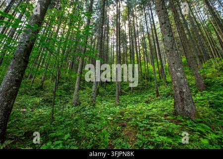 Sonnenlicht strömt durch hoch aufragende Nadelbäume in einem lebendigen Wald, der üppiges grünes Laub und einen klaren Himmel über dem dichten Unterholz zur Schau stellt Stockfoto