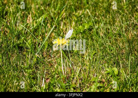 Ein kleiner weißer Schmetterling sitzt auf einer leuchtend gelben Löwenzahnblüte, die in einem grünen Grasfeld wächst. Das Ganzbild zeigt das Insekt, das am Nektar füttert in einem Stockfoto