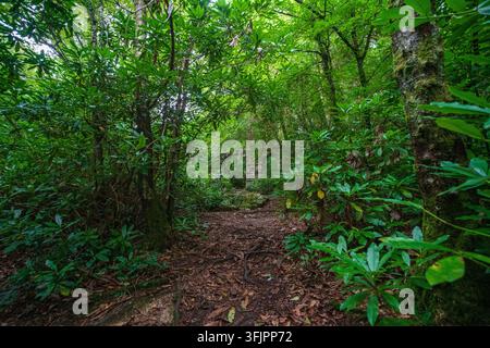 Ein gewundener Waldweg, bedeckt mit gefallenen Blättern, führt zu verwitterten Steinbögen und überwucherten Ruinen, die auf eine vergessene Vergangenheit hinweisen. Stockfoto