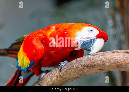 Ein Roter Aras im österreichischen Zoo Stockfoto