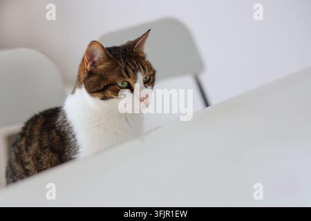 Grünaugiger Kater beobachtet von einem Versteck aus, ein minimalistisches Bild für Banner über Haustiere, Aufmerksamkeit, Überraschung und das Leben zu Hause. Stockfoto