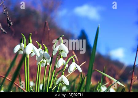 Schneeglöckchen im frühen Frühling an einem sonnigen Frühlingstag. Stockfoto