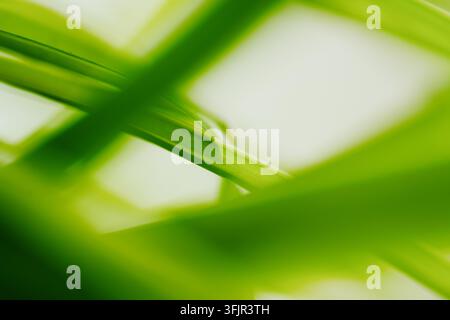Nahaufnahme von sich überlappenden grünen Grashalmen mit weichem Fokus und hellem Hintergrund, die eine frische abstrakte Naturtextur mit ruhigem, minimalem Look erzeugen. Stockfoto