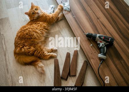 Ingwerkatze liegt auf einem hellen Holzboden. Beobachtet den Prozess der Montage von Möbelkomponenten. Mit einer Elektroschrauber und Schrauben in der Nähe. Repräsentiert die Beteiligung eines Haustiers an Heimrenovierungsprojekten Stockfoto