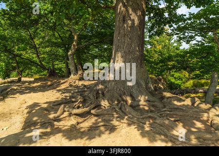 Massiver alter Baum mit dickem Stamm und stark verzweigten, freiliegenden Wurzeln, die über den Boden hinausragen. Sächsische Schweiz, Deutschland. Stockfoto