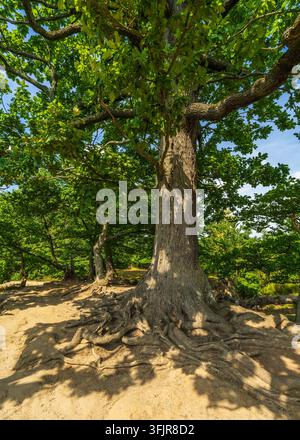Massiver alter Baum mit dickem Stamm und stark verzweigten, freiliegenden Wurzeln, die über den Boden hinausragen. Sächsische Schweiz, Deutschland. Stockfoto