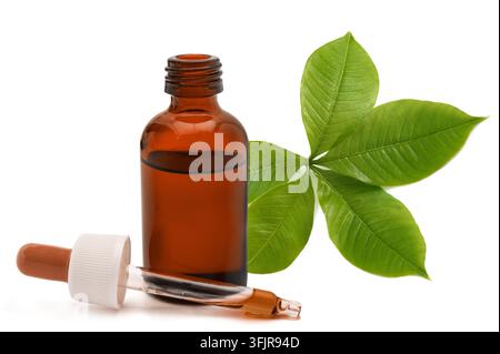 Baobab-Ast mit Tropfflasche isoliert auf weißem Hintergrund, der natürliches Baobab-Extrakt, botanische Hautpflege, Kosmetik, Wellness und Natur darstellt Stockfoto