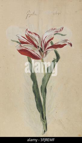 Zeichnung, die Tulipa Jupiter darstellt, aus den Stephenson Clarke Alben; Holländische Gartenblumen Bd.2 aus der Beissner-Sammlung, datiert 1681. Ein botanisches Gemälde einer einzelnen Blume mit roten und weißen Blütenblättern, dunklem Zentrum und grünem Stiel sowie langen, welligen grünen Blättern auf beigem Hintergrund mit einigen subtilen helleren Flecken. Aquarell auf handgeschöpftem Papier, gebunden. Englische Volksname: Tulpe. Stockfoto