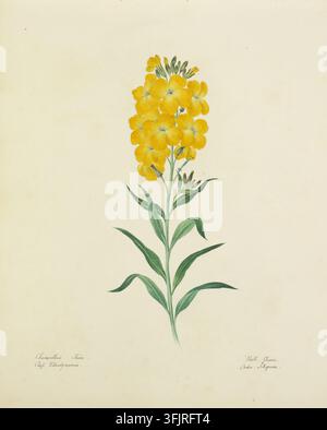 Zeichnung, die Cheiranthus Cheiri darstellt, allgemein bekannt als Jost, von Lydia Penrose (1787-1842), aus der Flora Devoniensis-Sammlung, datiert auf 1800. Eine botanische Illustration eines einzelnen Stängels mit einer Büschel gelber Blüten an der Spitze und grünen Blättern entlang des Stängels auf einem hellbeigen Hintergrund. Aquarellmalerei, 21,75 cm x 26,5 cm, Papier. LL: Cheiranthus Cheiri, Klasse Tetradynamia; LR: Jostblume, Ordnung Siliquosa. Englische Volksnamen: Gewöhnliche Jostblume; Jostgilly; Wintergilly; Gelbe Gilly. Stockfoto