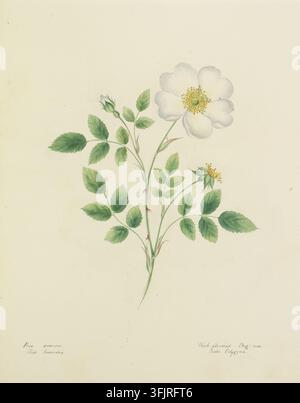 Zeichnung, die Rosa arvensis, allgemein bekannt als Rose, von Lydia Penrose (1787-1842) zeigt, aus der Flora Devoniensis-Sammlung, datiert auf 1800. Eine zarte botanische Illustration eines blühenden Stängels mit einer einzigen weißen Blüte, ein paar Knospen und einer Gruppe grüner Blätter vor einem hellen cremefarbenen Hintergrund, mit gelben Akzenten im Blütenzentrum und zartem Rosa am Stängel. Aquarellmalerei, 21,75 cm x 26,5 cm, Papier. LL: Rosa arvensis, Klasse Icosandria; LR: Weißblütige Hagebutte, Ordnung Polygynia. Englische Volksnamen: Feldrose, Brombeere, Brombeerbusch, Brombeerrose. Stockfoto