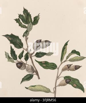 Zeichnung, die zwei Arten von Ilex darstellt, allgemein bekannt als Eiche, von Caroline Maria Applebee (ca. 1787-1854), aus der Caroline Maria Applebee Zeichnungssammlung, datiert 1846. Eine botanische Illustration, die zwei belaubte Äste mit strukturierten braunen eichelähnlichen Nüssen zeigt, die in rauen beigen Kappen eingeschlossen sind, mit verschiedenen grünen Blättern in dunklen und hellen Tönen vor einem hellen cremefarbenen Hintergrund. Aquarellmalerei, 20,8 cm x 18,8 cm, Papier. Aktueller botanischer Name: Quercus ilex, Quercus coccifera; Englischer Volksname: Holm-Eiche, Stech-Eiche, Kermes-Eiche, Korn-Eiche. Stockfoto