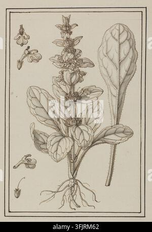 Zeichnung, die Bugula sylvestris villosa Ajuga pyramidalis darstellt, von Claude Aubriet (1665-1742), aus der Aubriet-Kunstsammlung, datiert 1700. Eine botanische Strichzeichnung einer Pflanze mit einem hohen zentralen Blütenstiel, einer Gruppe breiter, geaderter Blätter am Ansatz, einem separaten großen geaderten Blatt an der Seite, sichtbaren Wurzeln und einigen kleinen losen Blüten- und Samen-details, in Schwarz- und Beigetönen wiedergegeben. Feder und Tinte auf Papier mit Grauwaschung, 23 cm x 17 cm. Recto: Handgeschrieben in Graphitstift: TL: '68', LC: 'Bugula sylvestris villosa C.B.P'. Englischer Volksname: Pyramiden-Ajuga. Stockfoto
