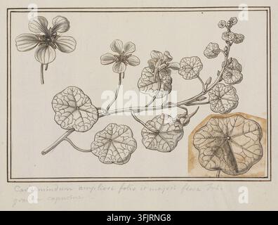 Zeichnung, die Cardamindum ampliori folio et majori flore Tropaeolum majus darstellt, von Aubriet, aus der Aubriet-Kunstsammlung, datiert 1700. Eine detaillierte botanische Zeichnung einer Ranke mit runden, geäderten Blättern und kleinen fünfblättrigen Blüten, dargestellt in schwarzem und grauem Bleistift mit einer braungelblichen Waschung, die ein vergrößertes Blatt hervorhebt, alles auf einem cremefarbenen Hintergrund mit einem dünnen braunen Rand. Feder und Tinte auf Papier mit grauer Waschung, 16,6 cm x 22,6 cm. Englische Volksnamen: Garten-Nasturtium, Indisches Kressen. Stockfoto