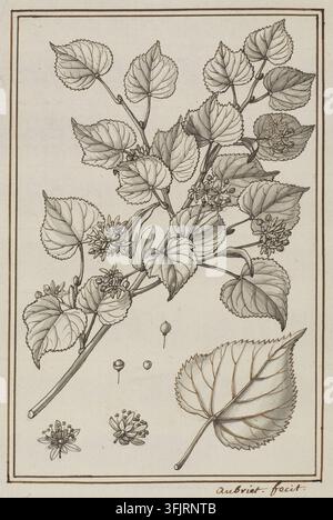 Zeichnung, die Tilia foemina folio majore Tilia x europaea zeigt, von Aubriet, aus der Aubriet-Kunstsammlung, datiert 1700. Eine detaillierte botanische Federzeichnung eines Zweiges mit einer Gruppe herzförmiger Blätter und kleinen gebüschten Blüten in Schwarz-, Grau-, Beige- und Brauntönen auf hellbeigem Hintergrund mit einem dünnen braunen Rand. Feder und Tinte auf Papier mit Grauwaschung, 22,2 cm x 16,7 cm. Recto: LR: Handgeschrieben in Tinte: 'aubriet fecit'; Handgeschrieben in Graphitstift: LC: 'Tilia foemina folio majore C.B.P Tillau', LR: ?. Englische Volksnamen: Europäische Linde, Gewöhnliche Linde. Stockfoto
