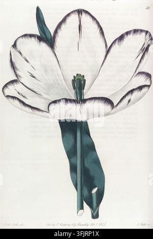 Buchschild-Illustration, die 30 Tulipa Gesneriana zeigt, von S. Watts (fl.c.1820-1845), aus The florist's guide. Band I-Sammlung, datiert 1828. Eine botanische Illustration einer einzelnen großen geöffneten Blüte mit weißen Blütenblättern, die am Rand und mit dunkelvioletten Streifen versehen sind, einem grünen zentralen Fruchtknoten und Staubblättern sowie einem langen grünen Stiel mit ein paar grünen Blättern vor einem hellen Hintergrund. Handkolorierte gravierte Tafel von 'Violet Alexandre', Tulipa Gesneriana var. Watts nach einem Original von Edwin Dalton Smith. Band I' von Robert Sweet. Stockfoto