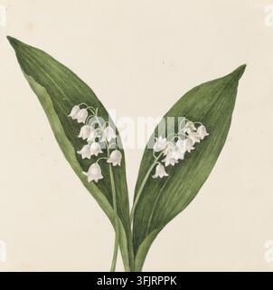 Zeichnung, die die Lilie der Täler darstellt, von Caroline Maria Applebee (ca. 1787-1854), aus der Caroline Maria Applebee-Zeichnungssammlung, datiert 1841. Eine botanische Illustration, die ein Paar breite grüne Blätter mit zwei gebogenen Stängeln zeigt, die Büschel kleiner weißer glockenförmiger Blüten aufweisen, vor einem hellbeigen Hintergrund. Aquarellmalerei, 18,7 cm x 19 cm, Papier. Aktueller botanischer Name: Convallaria majalis, englischer Volksname: Lilie der Täler. Stockfoto