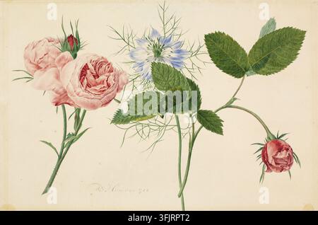 Zeichnung, die Nigella damascena zwischen zwei Rosen darstellt, von Michiel van Huysum (1703-1777), aus der Michiel van Huysum-Kunstsammlung, datiert 1755. Eine botanische Illustration, die einige rosa Rosen mit grünen Stielen und Blättern neben einer blassblauen Blume mit fiedrigem grünem Laub auf einem cremefarbenen Hintergrund zeigt. Aquarellmalerei, 19,5 cm x 29 cm, auf gelegtem Papier. LC: signiert: 'M.V.Huysum 1755'. Stockfoto