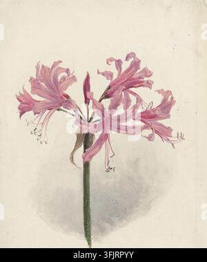 Zeichnung, die Nerine bowdeni darstellt, allgemein bekannt als Guernsey-Lilie, von Henry George Moon (1857-1905), aus der Henry-Moon-Kunstsammlung, datiert 1900. Ein botanisches Aquarell, das einen einzelnen hohen grünen Stängel zeigt, der einen Büschel rosa trompetenförmiger Blüten mit zarten gekräuselten Blütenblättern und schlanken Filamenten trägt, vor einem blassen cremefarbenen Hintergrund mit sanfter grauer Schattierung. Aquarellmalerei, 35 cm x 25 cm, Velinpapier. LR: Aufgeklebtes Typetiket, in blauer Tinte: 'Nerine bowdeni'. Aktueller botanischer Name: Bowden-Lilie. Stockfoto