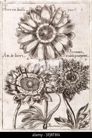 Buchzeichenillustration, die 45 Ov cabinet des fleurs Anemone zeigt, allgemein bekannt als Windblume, von Antoine Serrurier (fl.c.1610), aus der Jardin d’hyver-Sammlung, datiert 1616. Eine detaillierte monochrome botanische Radierung, die eine Gruppe von drei großen Blumen mit geschichteten Blütenblättern, sichtbaren Stängeln und Blättern, texturierter Schattierung und feiner Linienarbeit in Braun- und Sepiatönen zeigt. Schwarz-weißer Radierstich, der Anemonen darstellt. Stockfoto