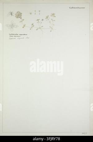 Zeichnung, die Calluna vulgaris darstellt, allgemein bekannt als Heidekraut, von Dorothy B. Martin, aus der Dorothy B. Martin-Kunstsammlung, datiert 1910. Eine botanische Illustration nahe dem oberen Rand zeigt eine hellgrüne und hellbraune kriechende Pflanze mit runden Blättern und kleinen, gehäuften Blüten, eine detaillierte Strichzeichnung einer einzelnen Blüte, eine kleine Insektskizze und schwache Wurzel- und Stängeldetails auf cremefarbenem Hintergrund. Aquarellmalerei, 57 cm x 38,2 cm, Papier, Graphitstifte. Inschrift: / Ling. XLV / Ericaceae. Stockfoto