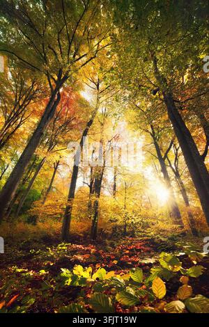 Bunte Waldlandschaft im Herbst mit wunderschönen Sonnenstrahlen. Gegenlicht-Breitwinkel-Landschaftsaufnahme mit lebhaften Herbstfarben und der Sonne hinter dem majestätischen Stockfoto