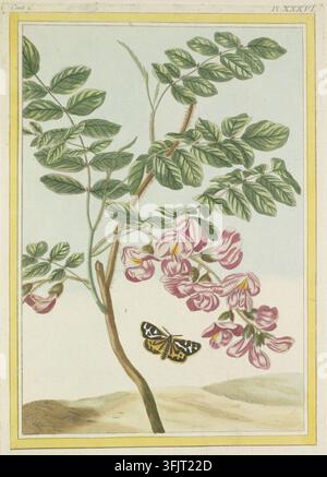 Buchillustration, die Cent 2 Pl XXXVI La Robin couleur de chair zeigt, aus der Collection precieuse et enluminee des fleurs les plus belles et les plus curieuses, herausgegeben unter der Aufsicht und Leitung von Mr Buc'hoz. Bd. 2, datiert 1776. Eine botanische Illustration, die einen schlanken braunen Stängel mit grünen zusammengesetzten Blättern und Büscheln von rosa Blüten zeigt, vor einem hellen Hintergrund mit sandigem Boden und einem schwarz-gelb gemusterten Falter nahe der Basis. Farbige radierte Platte, die 'La Robin couleur de chair' Robinia hispida, Rosa Akazie, darstellt. Ein Schmetterling fliegt auf die Pflanze zu. Stockfoto