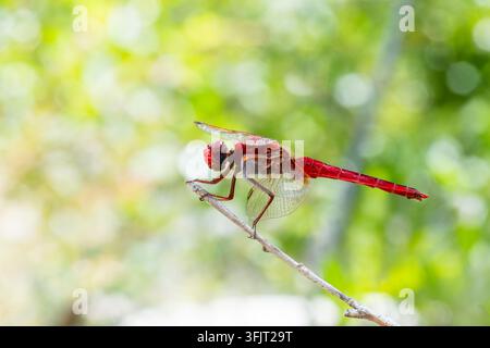 Rote Libelle Crocothemis erythraea sitzt auf einem Ast in Zonza, Corse. Stockfoto