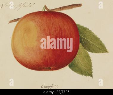 Zeichnung, die Apple Campfield darstellt, zugeschrieben Elizabeth McMurtie (fl.1818), aus der Coxe's Drawings of American Apples-Sammlung, datiert 1818. Ein großer roter Apfel mit einem gelben Anflug, der an einem kurzen braunen Stiel befestigt ist und von einer Gruppe grüner Blätter auf einem cremefarbenen Hintergrund begleitet wird. Aquarellmalerei, Gouache, 10,3 cm x 13,4 cm, Papier, Gummi arabicum. Campfield'; LC: In schwarzer Tinte handgeschrieben: 'Campfield'. Es gibt eine Beschreibung dieser Sorte in 'A View of the Cultivation of Fruit Trees, and the Management of Orchards and Cider' von William Coxe, 1817. Stockfoto