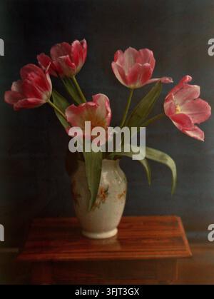Fotografie, die ein Autochrom von fünf rosa Tulpen in einer Vase von William Van Sommer zeigt, von William Van Sommer (1859-1941), aus der Van Sommer-Fotografiesammlung, datiert 1913. Eine Keramikvase mit Blumendekor hält eine Gruppe von rosa und weißen Tulpen mit grünen Blättern, die auf einer Holzoberfläche gegen einen dunkelbläulichen Hintergrund sitzen. 10,6 (H) x 8 (B) cm, Porträt, Autochrom, Glaspositiv. Stockfoto