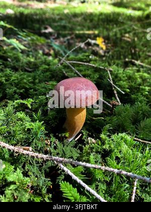 Pilz Stockfoto