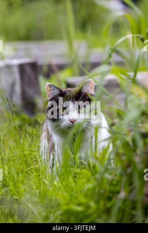 Flauschige Katze jagt im hohen Gras Stockfoto