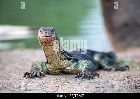 Wildes Asiatisches Wassermonitor-Echsen, das die Kamera ansieht, während es auf dem Boden im Lumpini-Park, Bangkok, ruht. Stockfoto