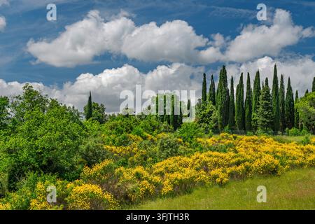 Spanischer Besen in der Landschaft nahe Gambassi Terme, Toskana, Italien, Europa. Stockfoto