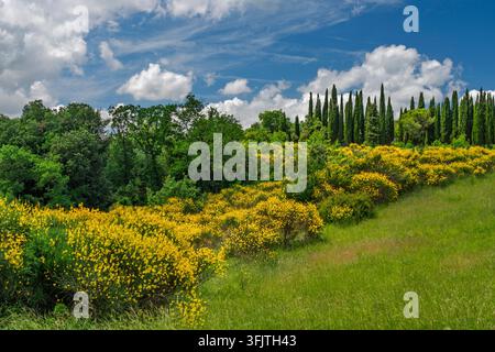 Spanischer Besen in der Landschaft nahe Gambassi Terme, Toskana, Italien, Europa. Stockfoto